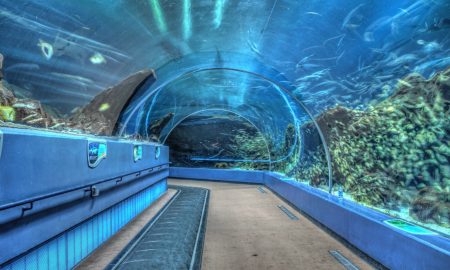 Georgia Aquarium