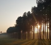 Golden Lake Golf